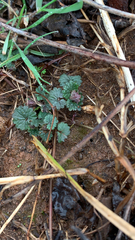 Lamium amplexicaule