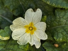 Primula vulgaris