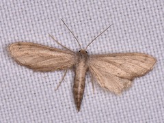 Euacidalia brownsvillea