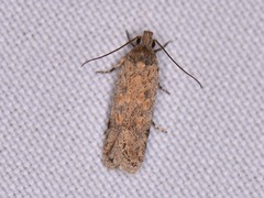 Gelechiini