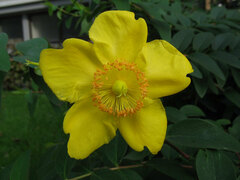 Hypericum × moserianum