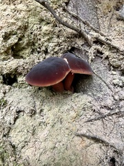 Xerocomellus zelleri