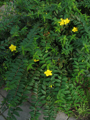 Hypericum × moserianum