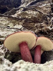 Xerocomellus zelleri