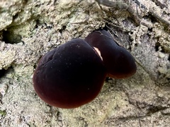 Xerocomellus zelleri