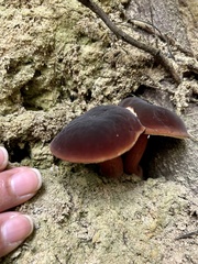 Xerocomellus zelleri