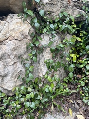 Trachelospermum
