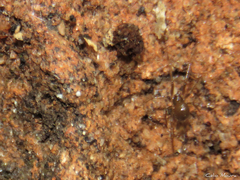 Nesticidae