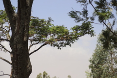 Albizia schimperiana