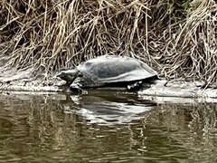 Apalone spinifera guadalupensis