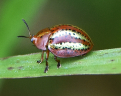 Chelymorpha alternans