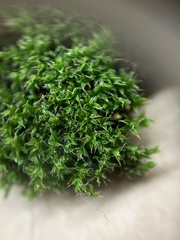 Orthotrichum diaphanum