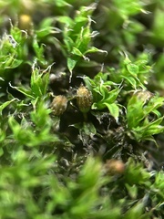 Orthotrichum diaphanum