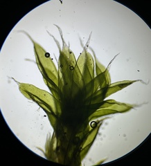 Orthotrichum diaphanum