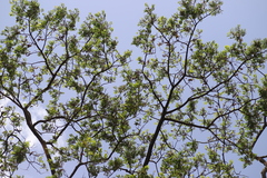 Albizia schimperiana