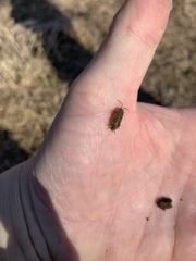Porcellio laevis