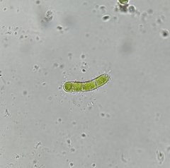 Orthotrichum diaphanum