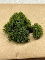 Orthotrichum diaphanum