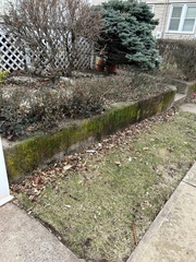 Orthotrichum diaphanum