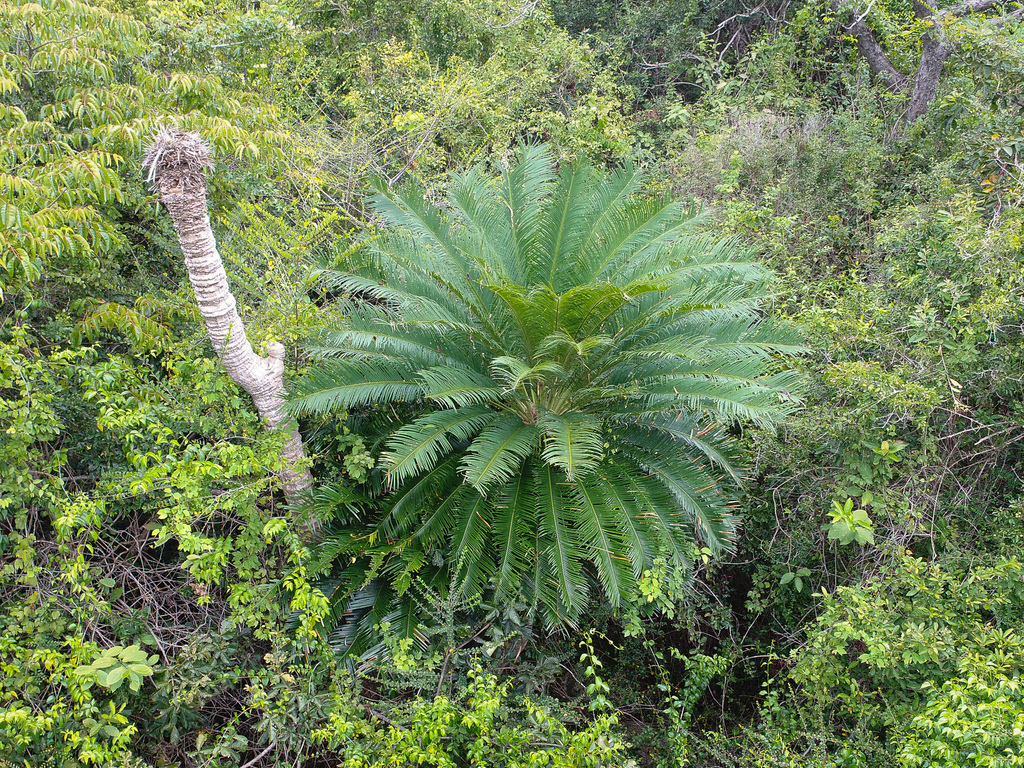 Cycas elongata