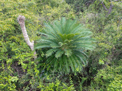 Cycas