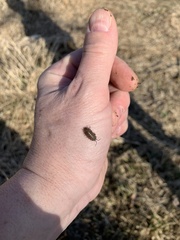 Porcellio laevis