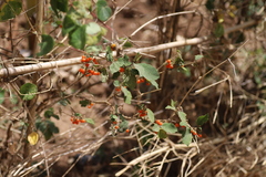 Solanum anguivi