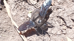 Xylocopa mexicanorum