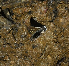 Zestusa elwesi