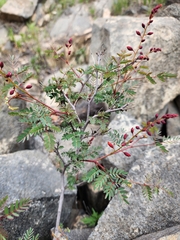 Hoffmannseggia viscosa