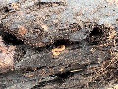 Bipalium adventitium