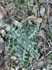 Cirsium undulatum