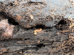 Bipalium adventitium