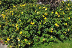 Hypericum × moserianum