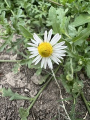 Aphanostephus ramosissimus