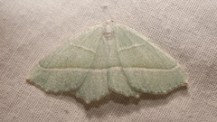 Campaea margaritaria