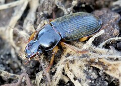 Harpalus griseus
