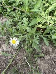 Aphanostephus ramosissimus