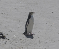 Megadyptes antipodes