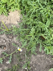 Aphanostephus ramosissimus