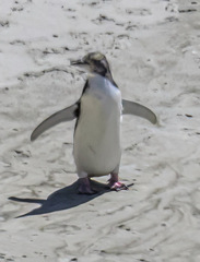 Megadyptes antipodes