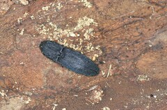 Lacon punctatus