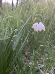 Leucojum