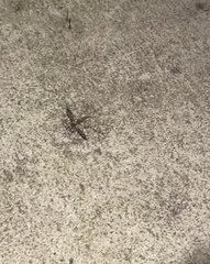 Anisomorpha buprestoides