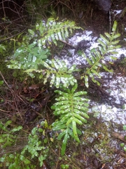 Polypodium scouleri