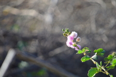 Mimosa albida