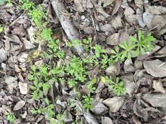 Galium virgatum