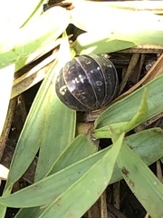 Oniscidea