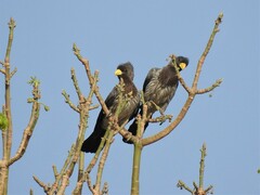 Crinifer piscator