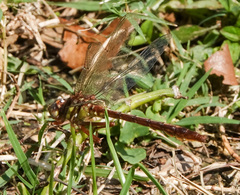 Phanogomphus cavillaris